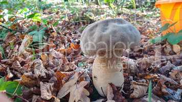 Common puffball mushroom - Lycoperdon perlatum - growing in forest close up