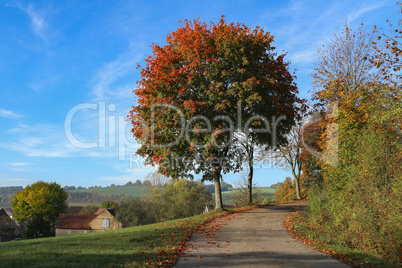 Beautiful Autumn landscape with trees and leafy