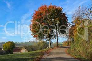 Beautiful Autumn landscape with trees and leafy