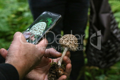 Mushroom picker photographs an unfamiliar mushroom with a mobile phone