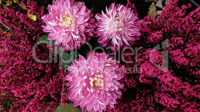 Violet purple aster flowers - aster, Michaelmas daisy