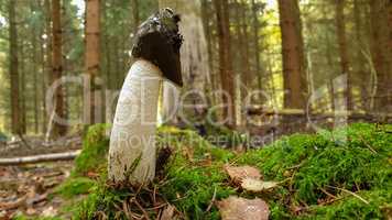 A Large Stinkhorn fungus in the forest