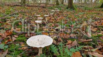 Fairy ring - Mushrooms on high legs stand nearby in a circle