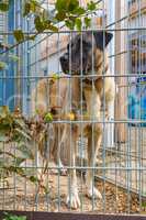 tall kangal dog standing in a kennel