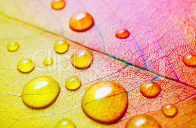 Leaf with water droplets