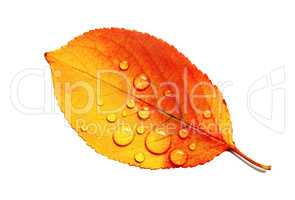Autumn leaf, water droplets