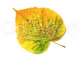 Leaf, water drops