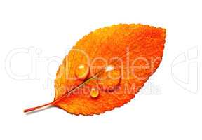 Orange leaf, water droplets