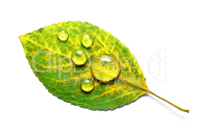 Green leaf, water droplets