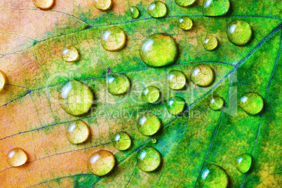 Leaf and droplets