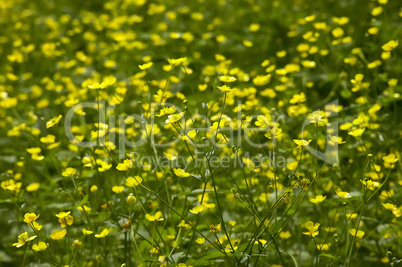 A sea of yellow flowers