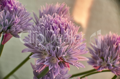 Plant chives