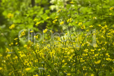 A sea of yellow flowers