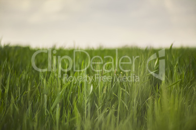 Ears of wheat