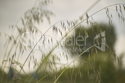 Grass waves moved by the wind