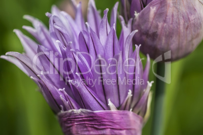 Chive flower Details