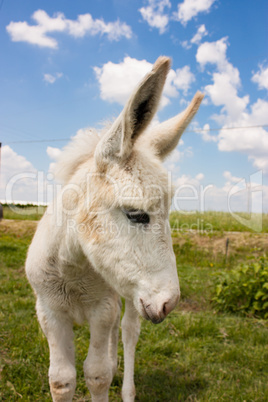 Donkey in a typical Italian Farm