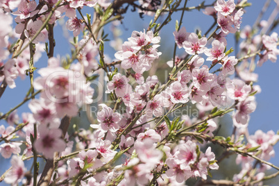 Peach flower