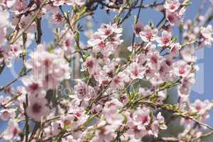 Peach flower