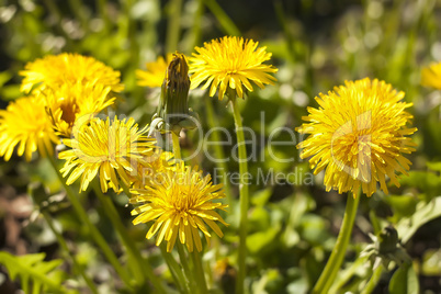 wild dandelion flowers