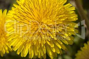 dandelion