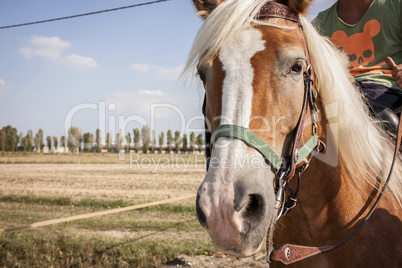 Horse during a summer walk in the countryside