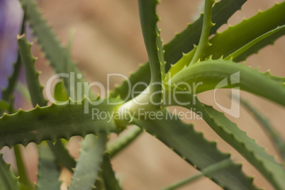 Aloe Vera