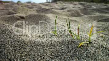 A tuft of grass in the sand