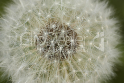 Dandelion infructescence