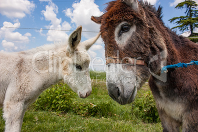 Donkey in a typical Italian Farm