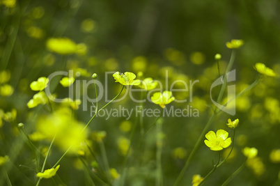 A sea of yellow flowers