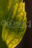 Profile of a serrated leaf