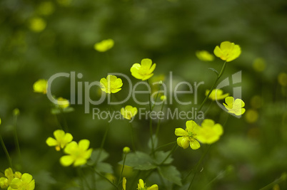 A sea of yellow flowers