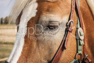 Muzzle of a horse in the foreground with details