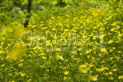 yellow flowers