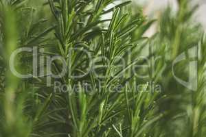 Rosemary plant