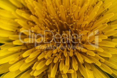 petals of Taraxacum