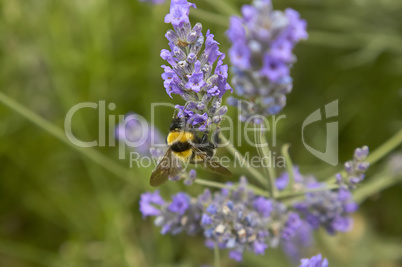 Bee Pollination