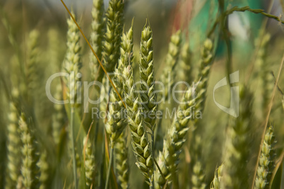 Ears of barley