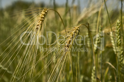 Ears of wheat