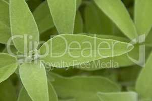 Salvia leaf