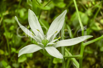 white flower