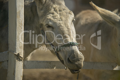 Donkey in Breeding