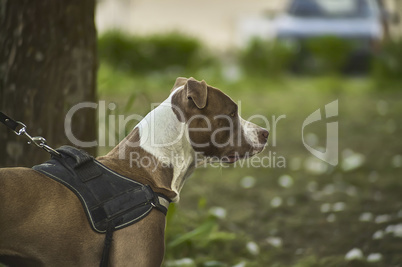 Rottweiler dog in a park