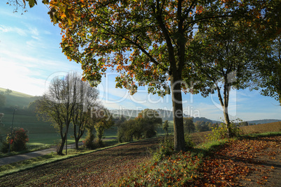 Beautiful Autumn landscape with trees and leafy