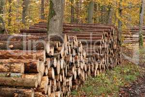 Freshly felled and sawn tree trunks in the forest