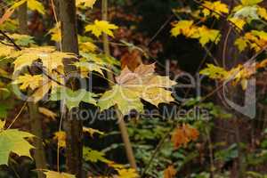 Yellow autumn maple leaves on the tree