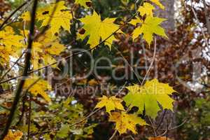 Yellow autumn maple leaves on the tree