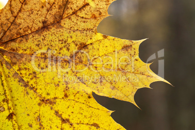 Yellow maple leaf close-up on a blurred background