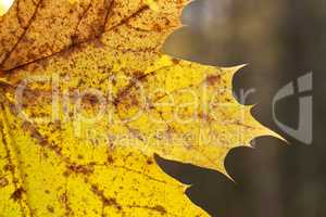 Yellow maple leaf close-up on a blurred background